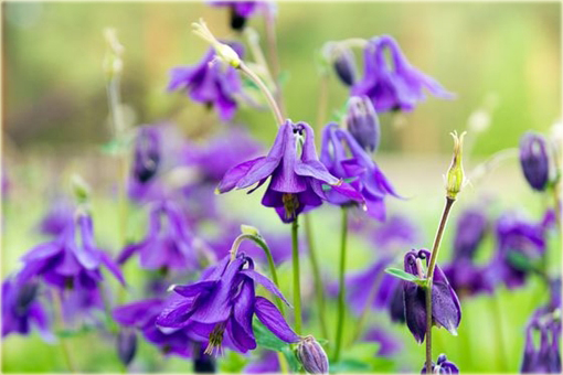 Orlik pospolity Aquilegia vulgaris