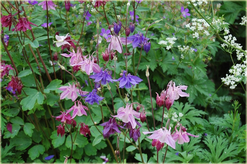 Orlik pospolity Aquilegia vulgaris