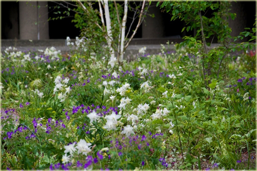 Orlik pospolity Aquilegia vulgaris