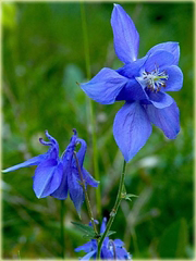 Orlik pospolity Aquilegia vulgaris