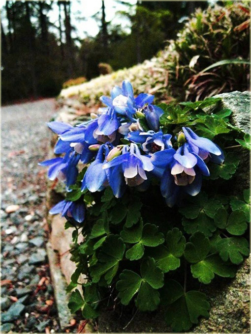 Orlik wachlarzowaty Mini Star Aquilegia flabellata