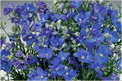 Ostróżka wielkokwiatowa Delphinium grandiflorum