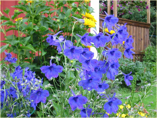 Ostróżka wielkokwiatowa Delphinium grandiflorum