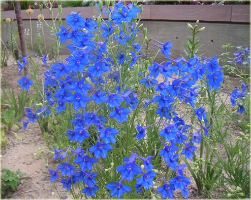 Ostróżka wielkokwiatowa Delphinium grandiflorum