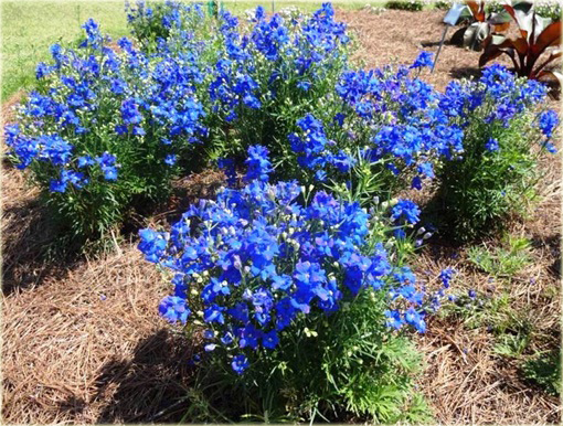 Ostróżka wielkokwiatowa Delphinium grandiflorum