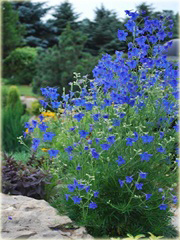 Ostróżka wielkokwiatowa Delphinium grandiflorum