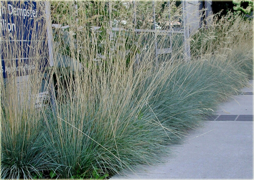 Owies wieczniezielony Helictotrichon sempervirens