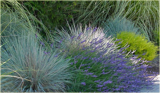 Owies wieczniezielony Helictotrichon sempervirens