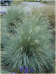 Owies wieczniezielony Helictotrichon sempervirens