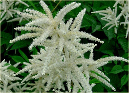 Parzydło leśne Aruncus dioicus