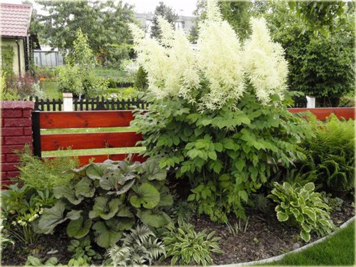 Parzydło leśne Aruncus dioicus