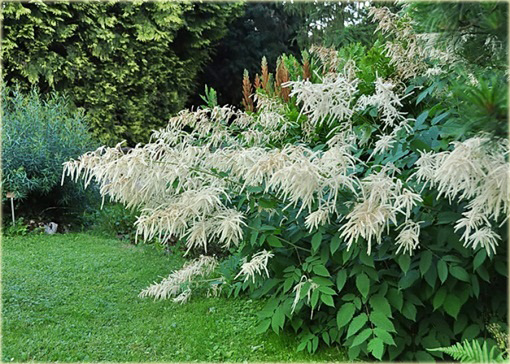 Parzydło leśne Aruncus dioicus