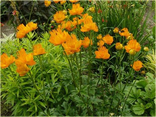 Pełnik chiński Goldkonigin Trollius chinensis