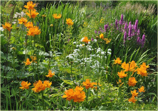 Pełnik chiński Goldkonigin Trollius chinensis