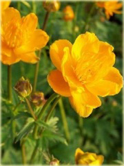 Pełnik chiński Goldkonigin Trollius chinensis