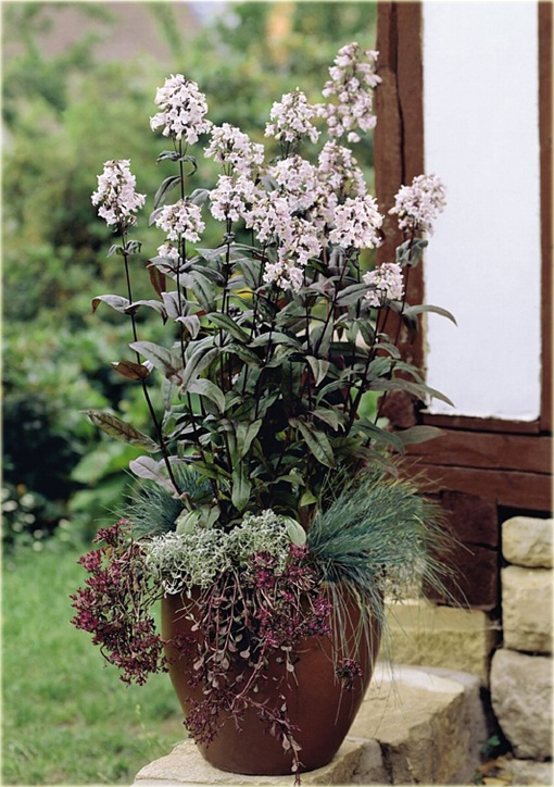 Penstemon naparstnicowaty Husker Red Penstemon digitalis