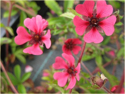 Pięciornik nepalski Ron McBeath Potentilla nepalensis