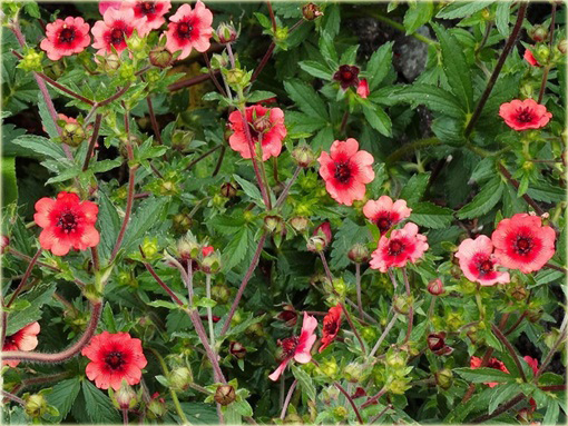 Pięciornik nepalski Ron McBeath Potentilla nepalensis