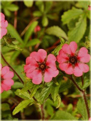 Pięciornik nepalski Ron McBeath Potentilla nepalensis