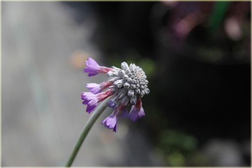 Pierwiosnek główkowaty Noverna Deep Blue Primula capitata
