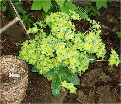 Pierwiosnek Green Lace Primula