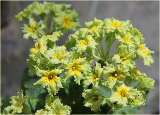 Pierwiosnek Green Lace Primula
