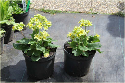 Pierwiosnek Green Lace Primula