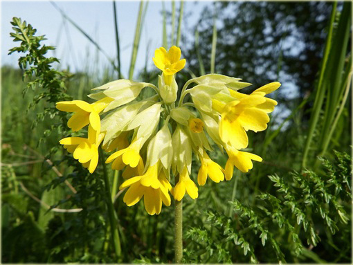 Pierwiosnek lekarski Pure Yellow Primula veris