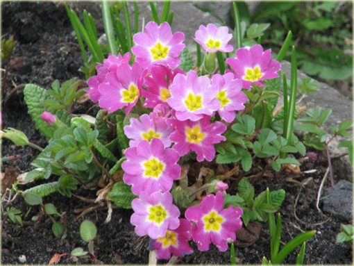 Pierwiosnek ogrodowy Goldnugget Primula elatior