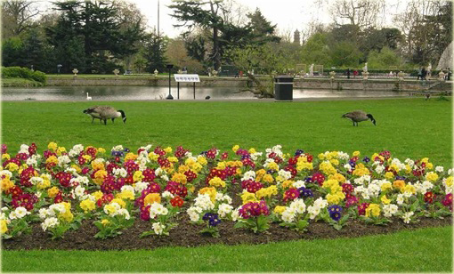 Pierwiosnek ogrodowy Goldnugget Primula elatior