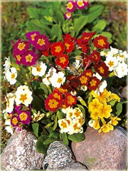 Pierwiosnek ogrodowy Goldnugget Primula elatior