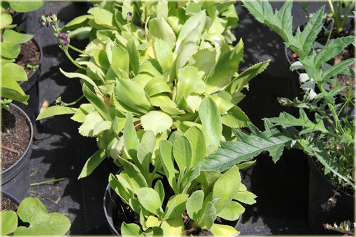 Pierwiosnek omszony Primula x pubescens
