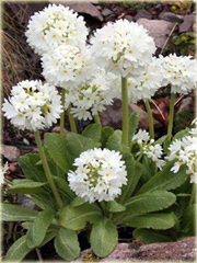 Pierwiosnek Ząbkowany Alba Primula denticulata