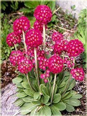Pierwiosnek Ząbkowany Rubin Primula denticulata