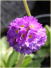 Pierwiosnek ząbkowany Lilac Primula denticulata