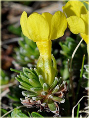 Pierwiośnik Vitaliana primuliflora