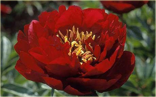 Piwonia chińska Buckeye Belle Paeonia buckeye belle