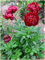 Piwonia chińska Buckeye Belle Paeonia buckeye belle