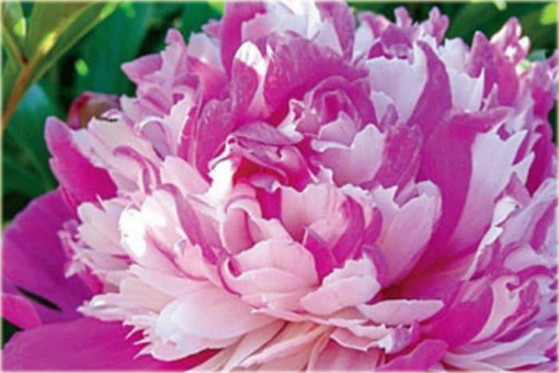 Piwonia chińska Celebrity Paeonia celebrity