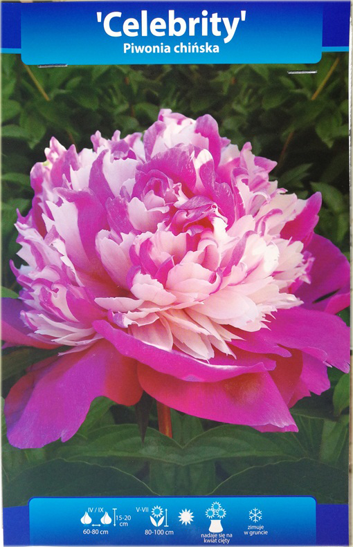 Piwonia chińska Celebrity Paeonia celebrity