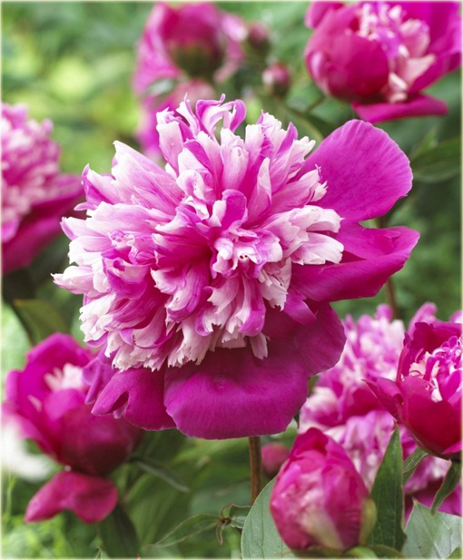 Piwonia chińska Celebrity Paeonia celebrity