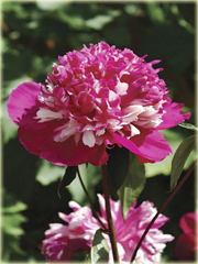 Piwonia chińska Celebrity Paeonia celebrity