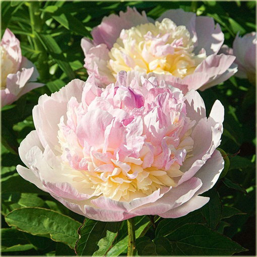 Piwonia chińska Raspberry Sundae Paeonia raspberry sundae