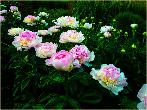 Piwonia chińska Raspberry Sundae Paeonia raspberry sundae