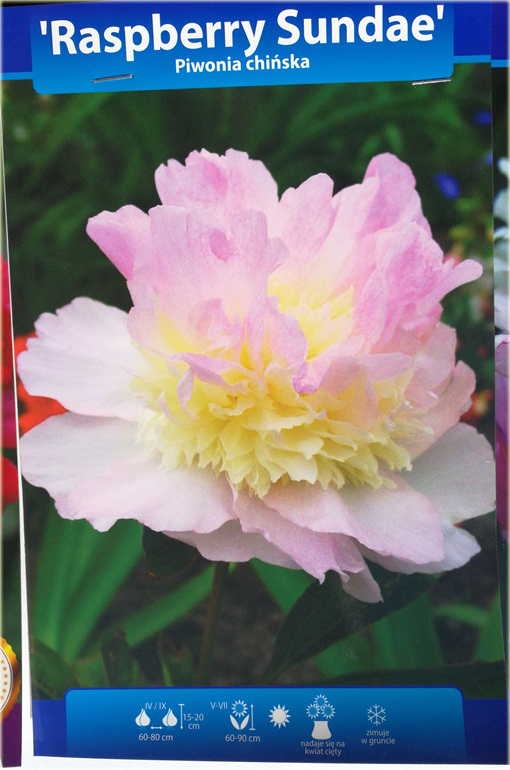 Piwonia chińska Raspberry Sundae Paeonia raspberry sundae