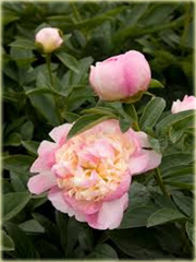 Piwonia chińska Raspberry Sundae Paeonia raspberry sundae