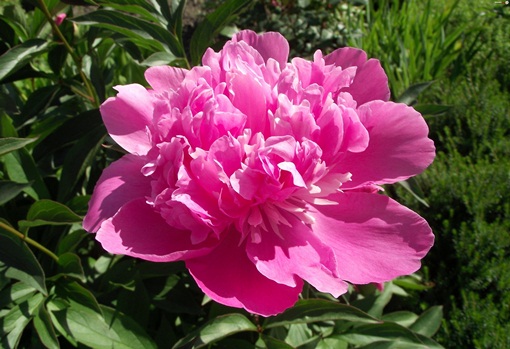 Piwonia różowa wielkokwiatowa Paeonia lactiflora