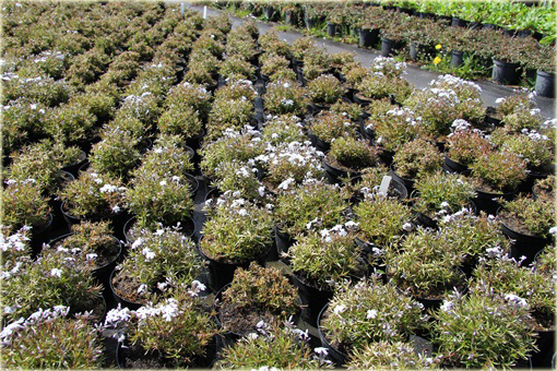 Płomyk (floks) szydlasty Early Spring White Phlox subulata