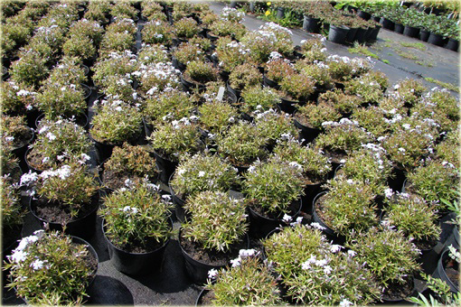 Płomyk (floks) szydlasty Early Spring White Phlox subulata