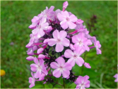 Płomyk wiechowaty All in One, floks Phlox paniculata All in One